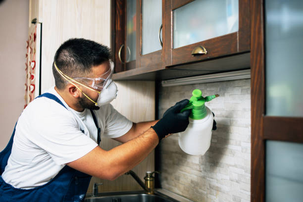 Best Local Pest Control Services  in Belleair Beach, FL