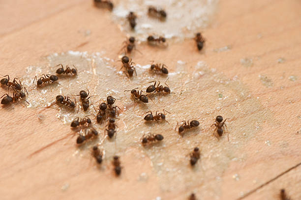 Best Pest Control Near Me in Belleair Beach, FL