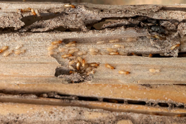 Best Mosquito Control Services  in Belleair Beach, FL
